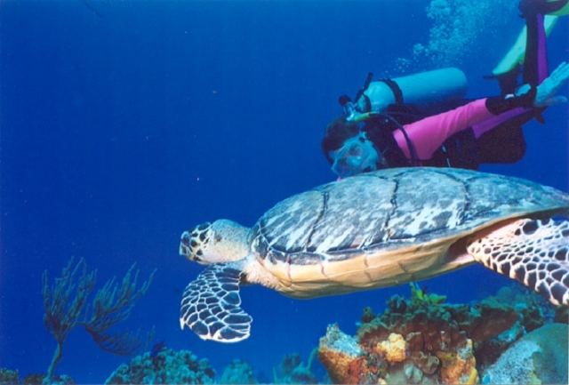 Buceando con tortuguitas